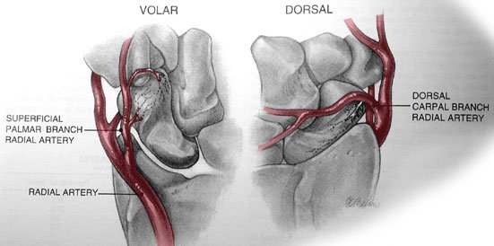 Ilustração da vascularização do escafoide pela artéria radial, vistas volar e dorsal